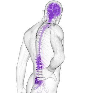 Terapinė sritis neurologija, ikona