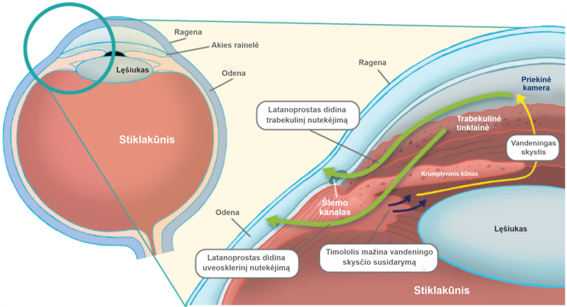 Latanoprosto veikimo mechanizmas
